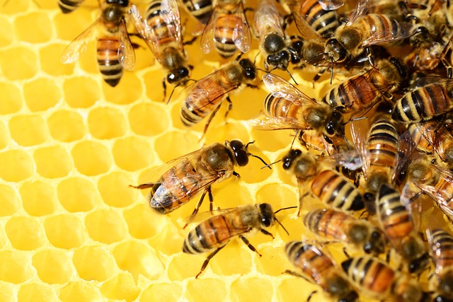 Včelařství, Lov a Rybolov: Tradiční Dovednosti