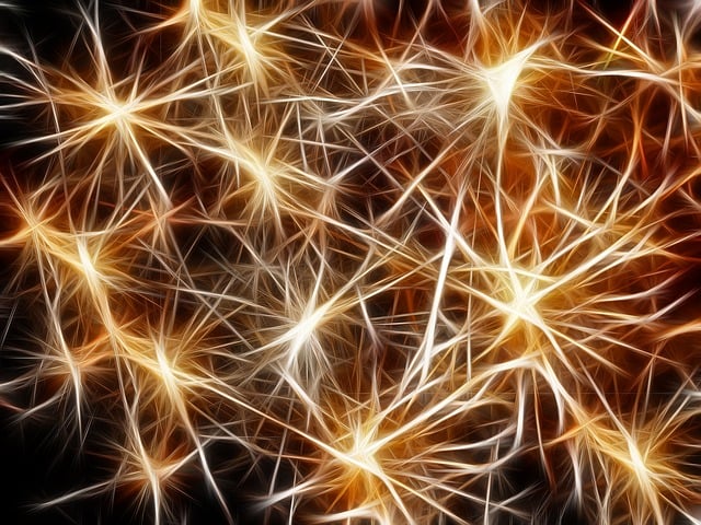 Stavba neuronu a jeho funkční prvky