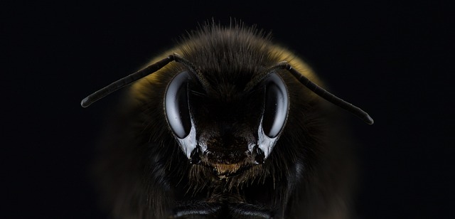 Nové trendy včelařství: Údržba včelstva ⁤v urbanizovaném prostředí