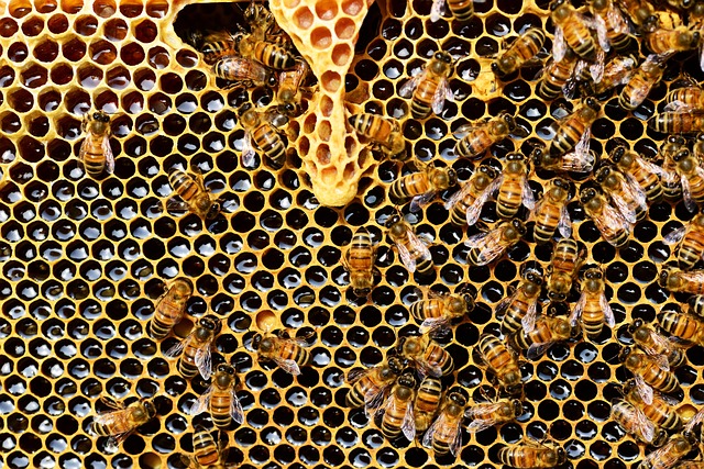 Včelařství:⁢ Starobylý řemeslný klenot s moderními přístupy