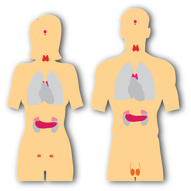 - Struktura hypofýzy: Jak je klíčový orgán hormonálního systému uspořádán