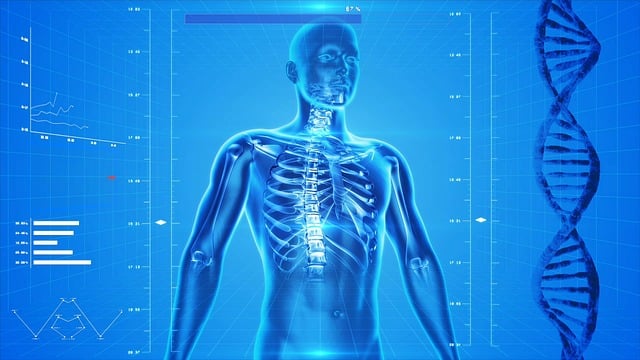 Svalová soustava – Anatomie a funkce svalů v lidském těle
