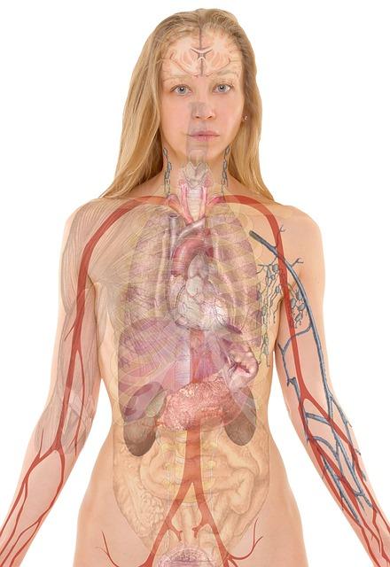 Dýchací soustava – Anatomie a fyziologie dýchacího systému
