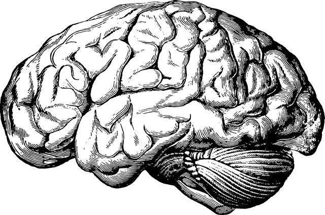 Mozková kůra: Role neokortexu v naší mysli