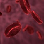 Krev: Jaký je její složení a role v organismu