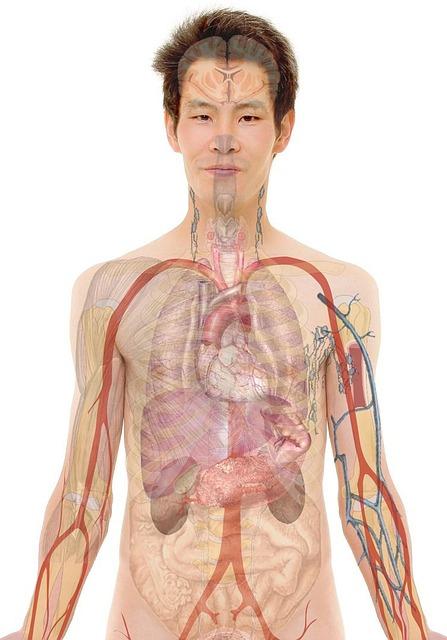 Anatomie⁢ sympatického nervového systému a‌ jeho​ úloha v lidském těle