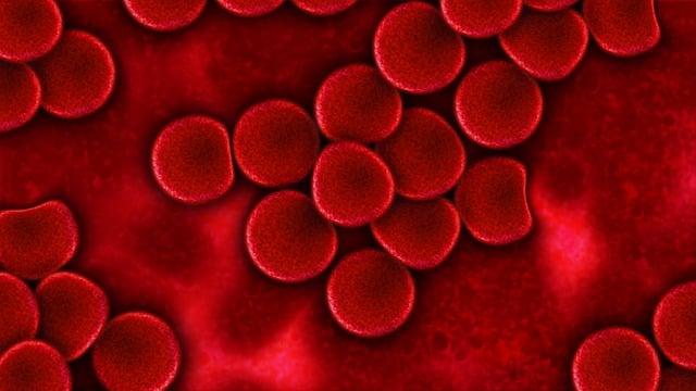 Krevní buňky: Druhy a úloha v imunitním ⁣systému